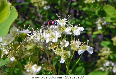 Macro Image Of A Beautiful Black Beetle With Bright Red Stripes On White Flower