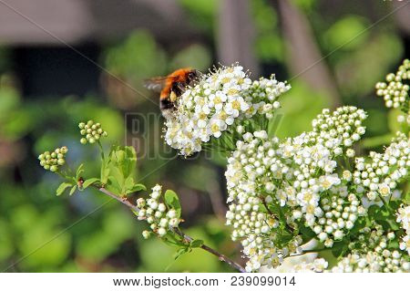 Bumblebee Sitting On Blooming White Bush And Eating Floral Nectar From Numerous Flowers