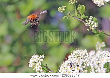 Bumblebee Flying Over A Blooming White Bush For Eating Floral Nectar From Numerous Flowers
