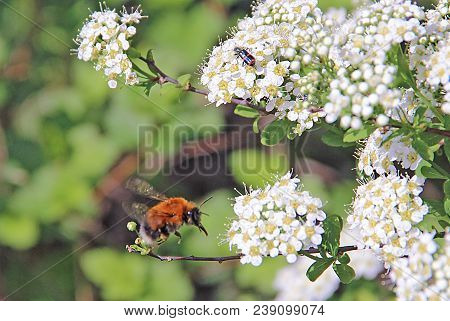 Bumblebee Flying Over A Blooming White Bush For Eating Floral Nectar From Numerous Flowers And Beetl
