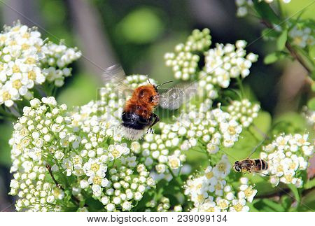 Orange Bumblebee And A Bee Both Flying Over A White Flower