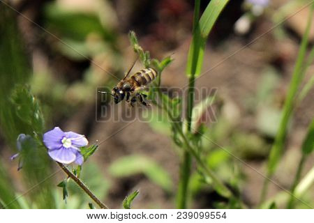 A Bee Flying Over Blue Flowers At High Speed
