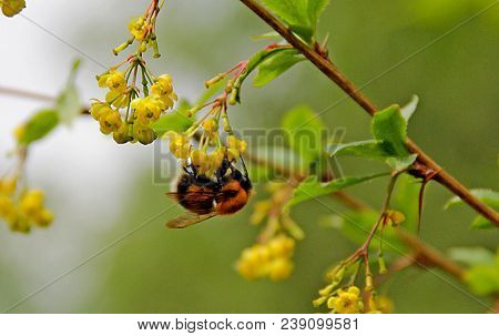 Orange Bumblebee Hang On A Yellow Bunch Of Flowers