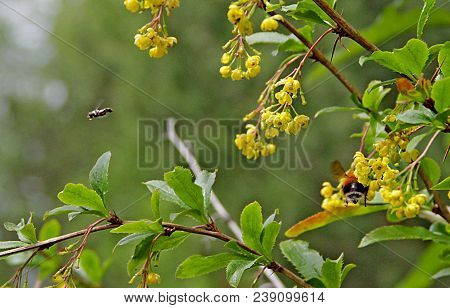 Orange Bumblebee Drinks Nectar, And The Bee Flies By. Spring Landscape