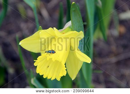 Macro Image Of A Beautiful Black Beetle With Bright Red Stripes On Yellow Flower