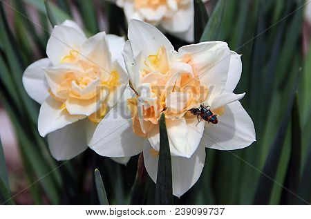 Two Gentle White Flowers With Orange Petals And Black Beetles With Red Stripes