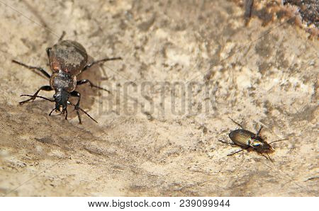 Two Black Beetles Sitting On The Sand, One Big, The Other Small