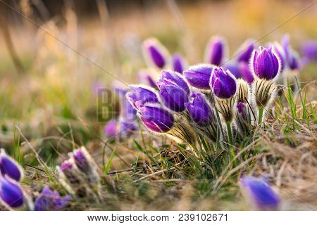 Pasque Flower Pulsatilla Blossom. Detail Macro Of Violet Flower, Taken During The Beautiful Spring S