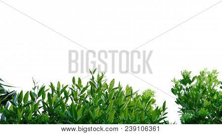 Top View Tropical Tree Leaves With Branches On White Isolated Background For Green Foliage Backdrop