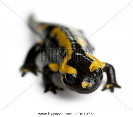 Brand salamander, Salamandra salamandra, foran hvid baggrund