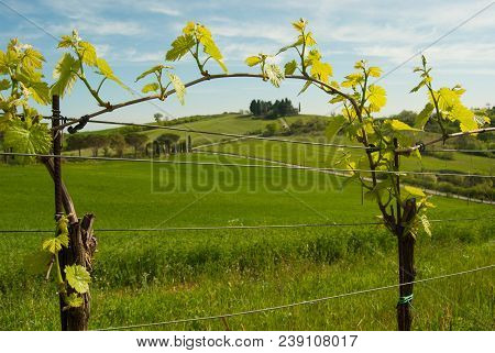 Sangiovese Crops Technique Around The Relaxing Assisi Hills