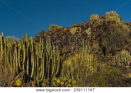 View To Euphorbia Cactuses And Rocks In Barranco De Las Salinas Near Armenime, Adeje, Tenerife. Even