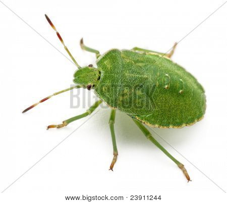 Bug do escudo verde, Palomena prasina, na frente de fundo branco