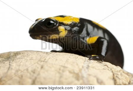 Brand salamander på rock, Salamandra salamandra, foran hvid baggrund