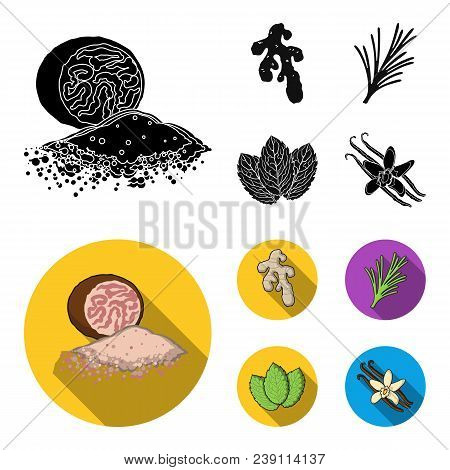 Ginger, Rosemary, Vanilla, Mint.herbs And Spices Set Collection Icons In Black, Flat Style Vector Sy