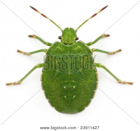 Vista de alto ângulo de um bug do escudo verde, Palomena prasina, na frente de fundo branco