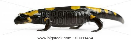 Brand salamander, Salamandra salamandra, foran hvid baggrund