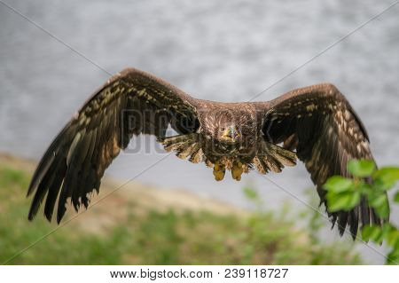 White-tailed Sea Eagle (haliaeetus Albicilla) In Flight In The Rain, With Mountains And Cloud In The