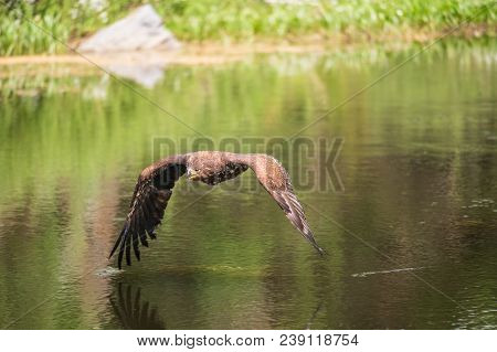White-tailed Sea Eagle (haliaeetus Albicilla) In Flight In The Rain, With Mountains And Cloud In The