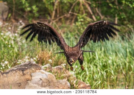 White-tailed Sea Eagle (haliaeetus Albicilla) In Flight In The Rain, With Mountains And Cloud In The