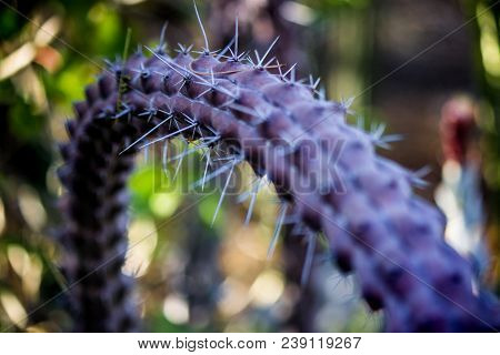 Purple Thorny Plant At Living Desert Zoo And Gardens, Palm Desert, California