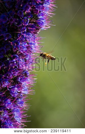 Bee Pollinating Vibrant Purple Echium Candicans Near The Ballona Creek, Los Angeles, California