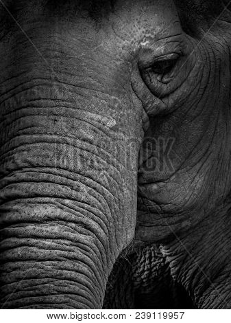 Black And White Close Up Portrait Of An Elephant