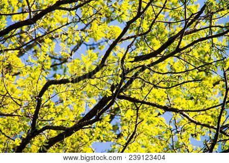 Spring Meadow With Big Tree With Fresh Green Leaves, Tree Branches
