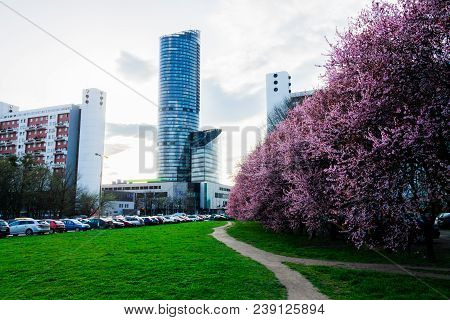 Sky And Grass Background, Fresh Green Fields Under The Blue Sky In Spring