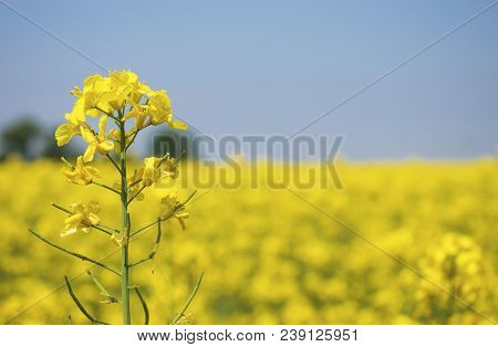 Canola Flower Field Closeup. Beautiful Growing Yellow Plant On Foreground, Bio Fuel Concept