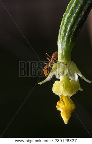 Ant On The Cucumber
