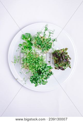 Home Grown Microgreens - Group Organic Pea, Broccoli Sprouts Grown In Petri Dish On White Background