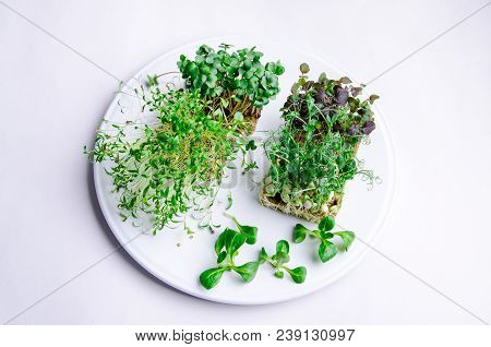 Home Grown Microgreens - Group Organic Pea, Broccoli Sprouts Grown In Petri Dish On White Background