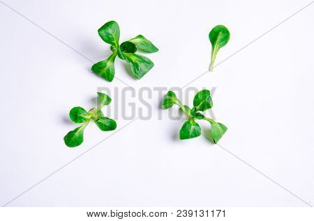 Home Grown Microgreens - Organic Sprouts Grown In Petri Dish On White Background. Sprouts Are Source