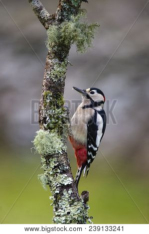 Great Spotted Woodpecker - Dendrocopos Major On Lichen Covered Branch
