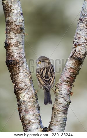 House Sparrow - Passer Domesticus Perched On Forked Tree Branch
