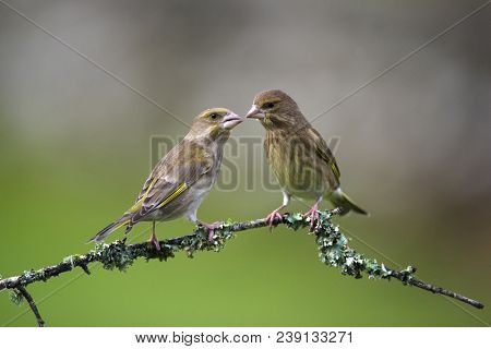 Greenfinch- Carduelis Chloris. Two Birds Quarreling On Tree Branch