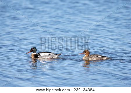 Red-breasted Merganser (mergus Serrator) Breeding Pair, Swimming In Open Water With The Male Leading
