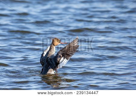 Female Red-breasted Merganser (mergus Serrator) Rising From Water In A Way That Makes It Look Excite