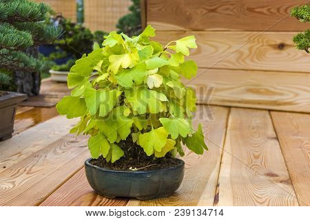 Moscow, Russia - November 10, 2017: Bonsai - Ginkgo (ginkgo Biloba). Age - About 20 Years. Exhibitio
