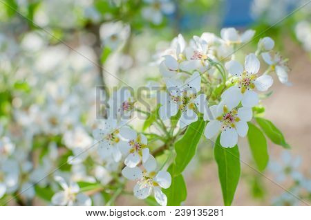 Flowering Cherrybranches On A Tree In The Spring. Selective Focus. Blurry Picture