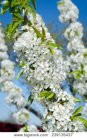 Flowering Cherrybranches On A Tree In The Spring. Selective Focus.