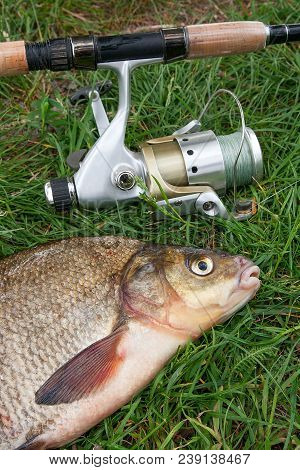 Close Up View Of Big Freshwater Common Bream And Fishing Rod With Reel On Natural Background..