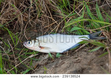 Single Freshwater Fish Zope Or The Blue Bream On Black Fishing Net..