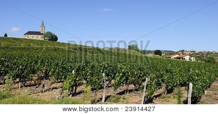 Francouzský Vineyads