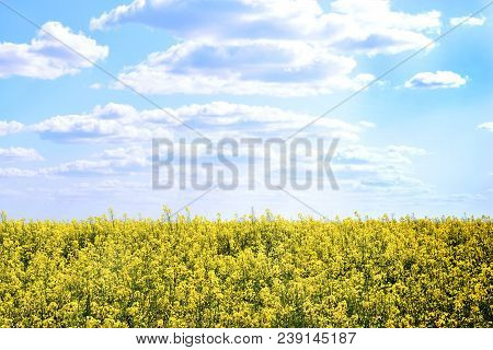Field Of Yellow Flowers And Blue Sky With Clouds. Sunny Day