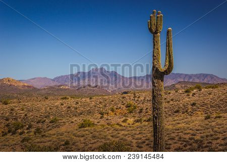 Beautiful Saguaro Cactus With Mountains In The Background On A Sunny Day With Clear Blue Sky, Lost D
