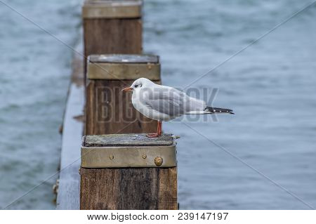 Single Black Headed Gull In Winter Pearched On A Wooden Groyne