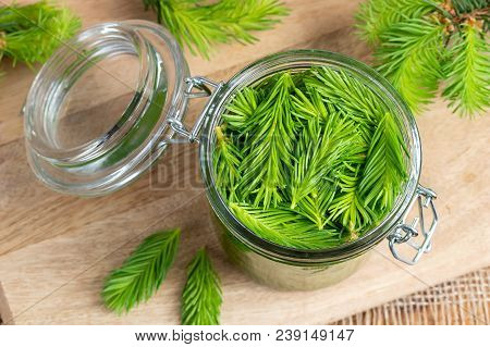 A Jar Filled With Young Spruce Tips And Alcohol, To Prepare Homemade Tincture For Muscle Pain