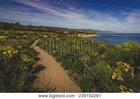 Beautiful Yellow Wildflowers Blooming And Covering Point Dume In Springtime With Coastline View Of D